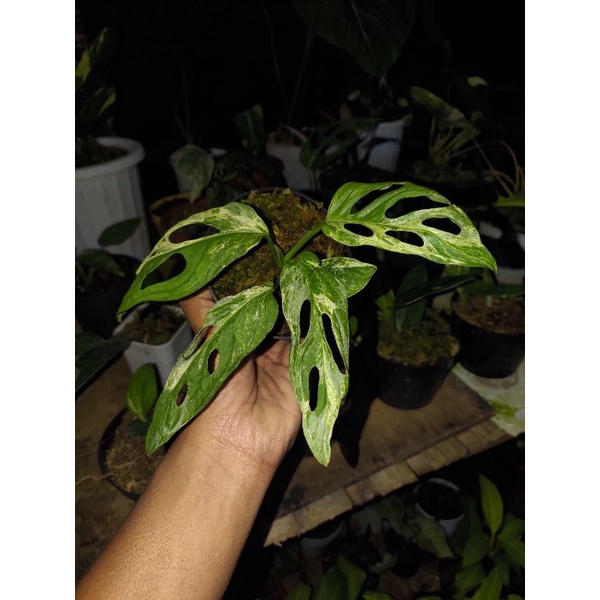 philodendron adansonii janda bolong varigata lokal 4 daun (real picture)