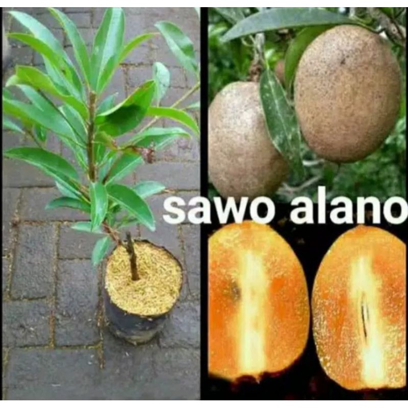 bibit sawo alano