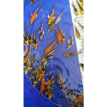 ikan koi kumpay, gold, platinum, orange warna cantik