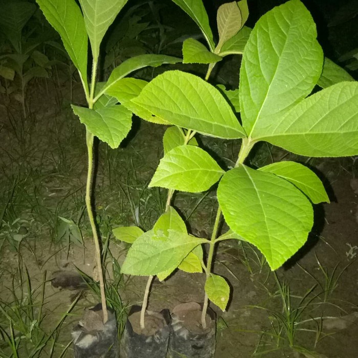 Bibit tanaman pohon jati emas