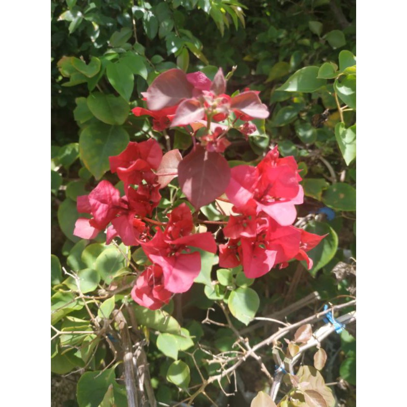 tanaman hias Bugenvil Bougenville 4 Warna