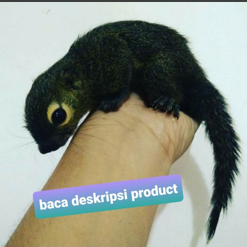 BAJING KELAPA / TUPAI KELAPA BK