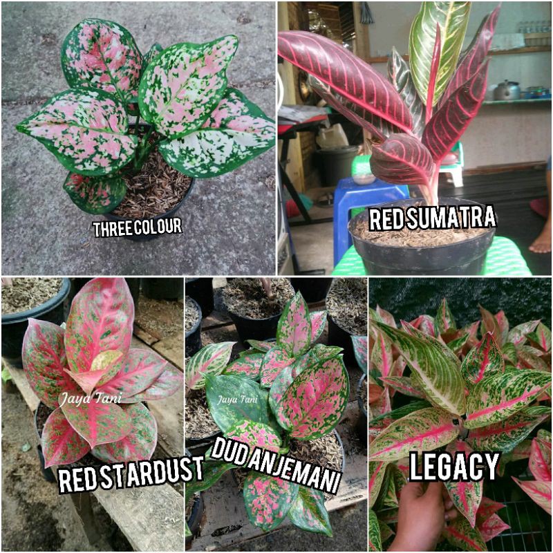 bunga Aglonema paket lima jenis