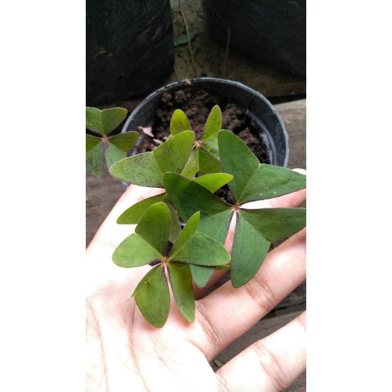 Oxalis Hijau bunga pink