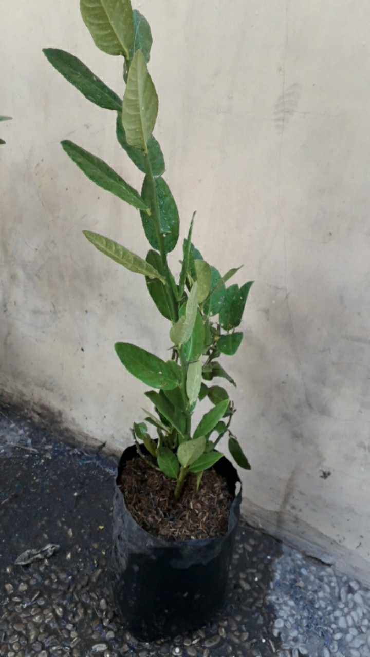 Bibit Lemon Tea Long