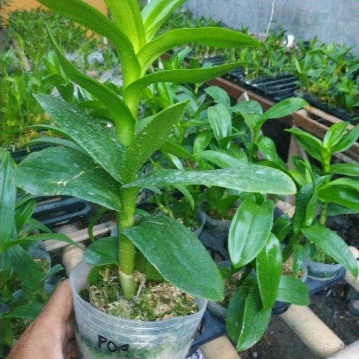 Anggrek Dendrobium Dewasa Siap Berbunga - berkenop - Netral