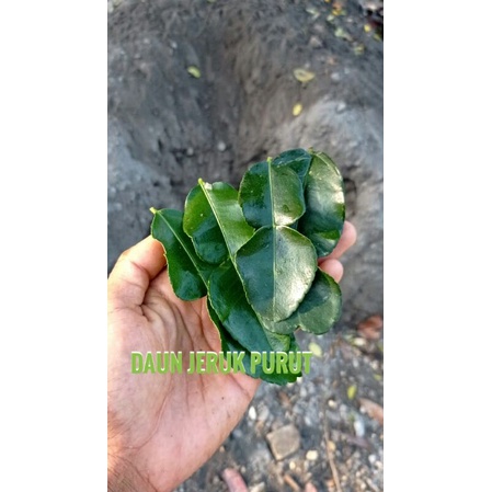 

Daun Jeruk Purut