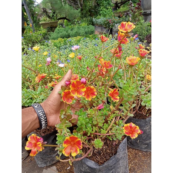 bibit bunga krokot /vegetasi lebah klanceng/hiasan taman