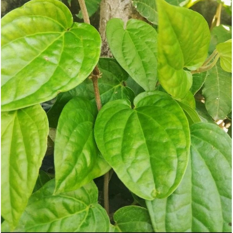 

daun sirih hijau pres 25 petik
