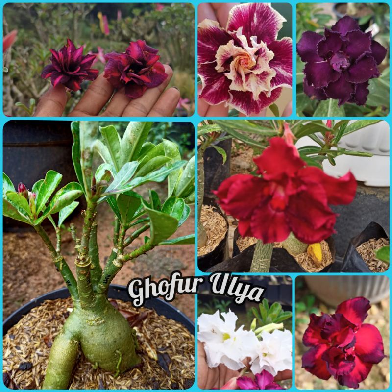 Adenium Tumpuk satu pohon 5 sampai 6 warna Size C-C+
