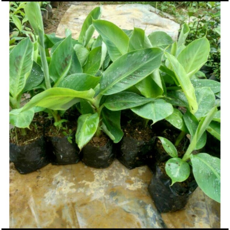 Bibit Pisang Raja Bulu