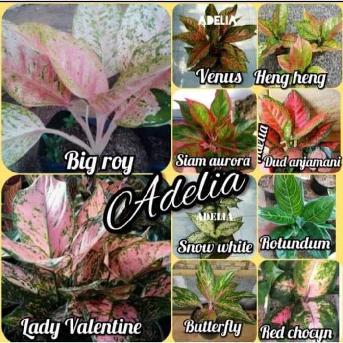 Aglonema paket 10 tanaman hias aglonema PAKET SUPER AGLONEMA