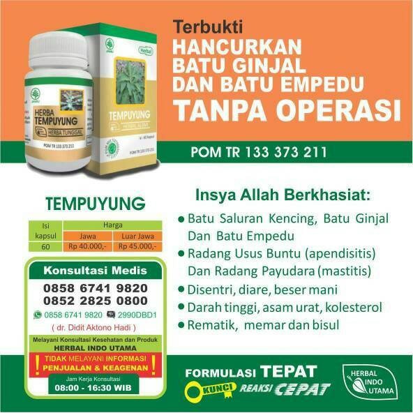 Kapsul Ekstrak Tempuyung Hiu Obat Herbal Penghancur Batu Empedu Hiu Shopee Indonesia