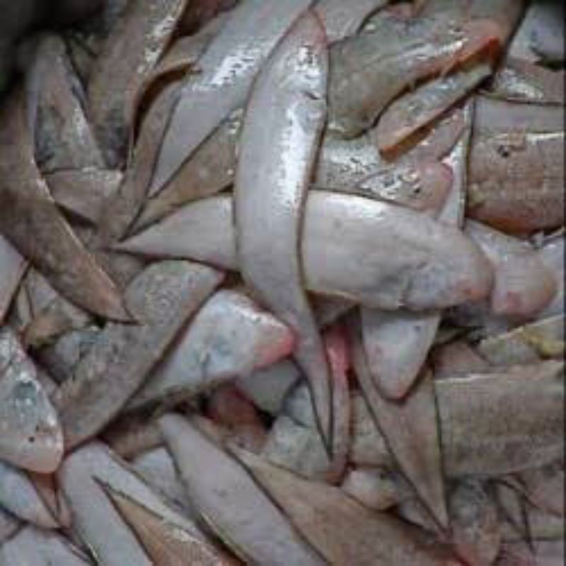 

Ikan Lidah Fresh 500 gr