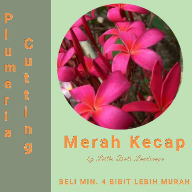 Produk Ready Bibit Stek Pohon Kamboja Plumeria Bunga Merah Kecap