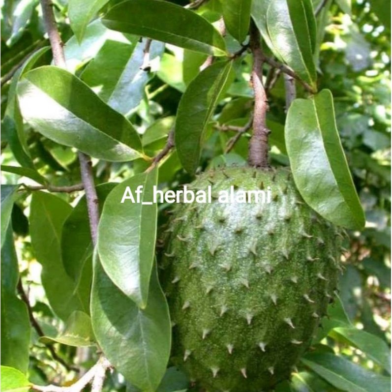 

DAUN SIRSAK HERBAL 100 lembar