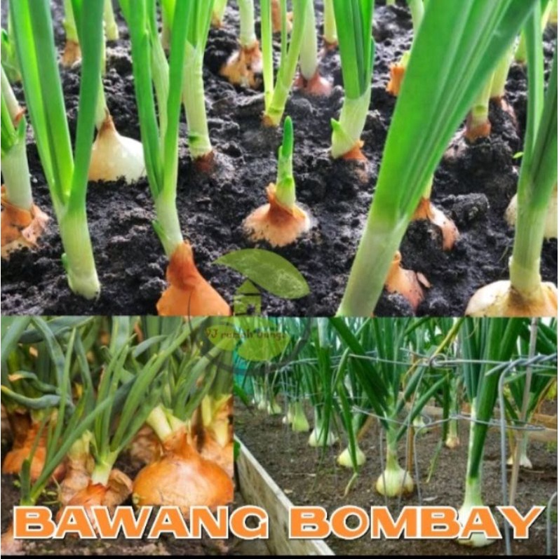 benih bibit bawang bombay