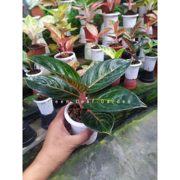 Tanaman Hias Aglonema Dewi Anjani daun Rare Item sold by lelang