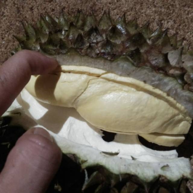 

Durian mengkel