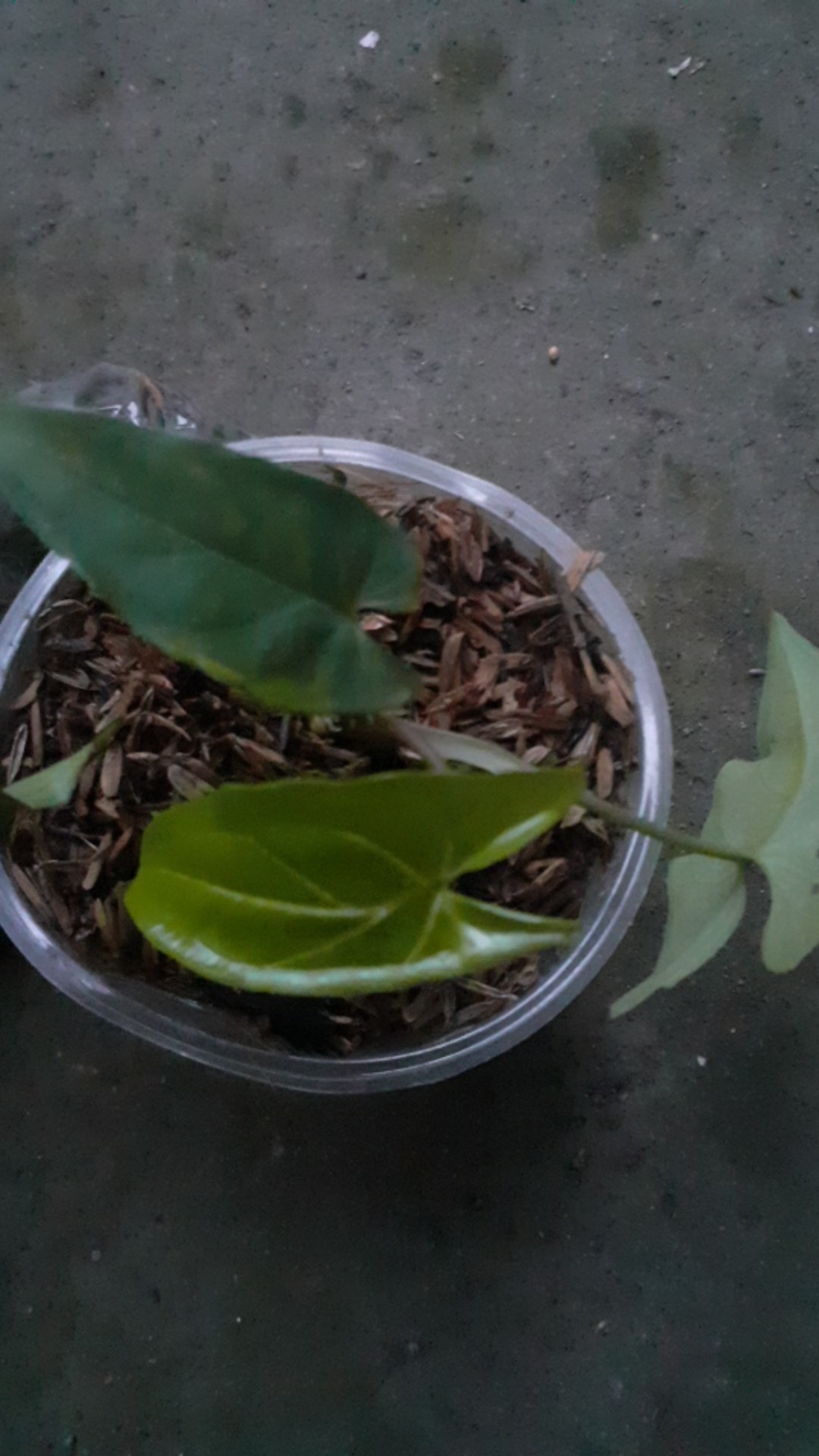 Syngonium Three King / Magic Marble