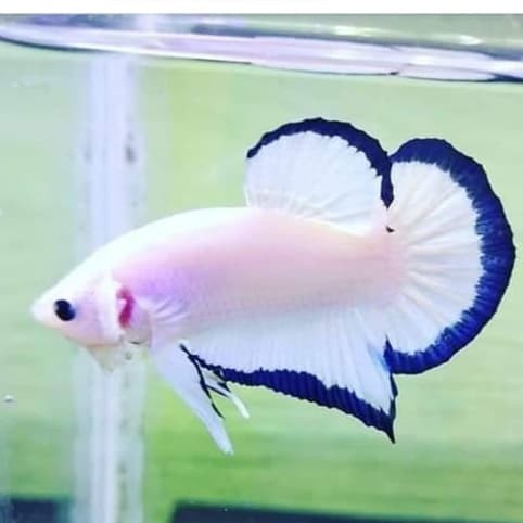 Hiasan Aquarium Ikan Cupang BlueRim