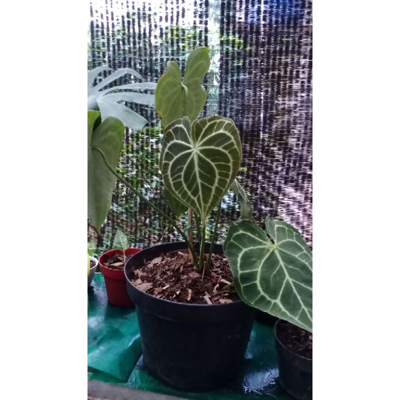 kuping gajah tarantula