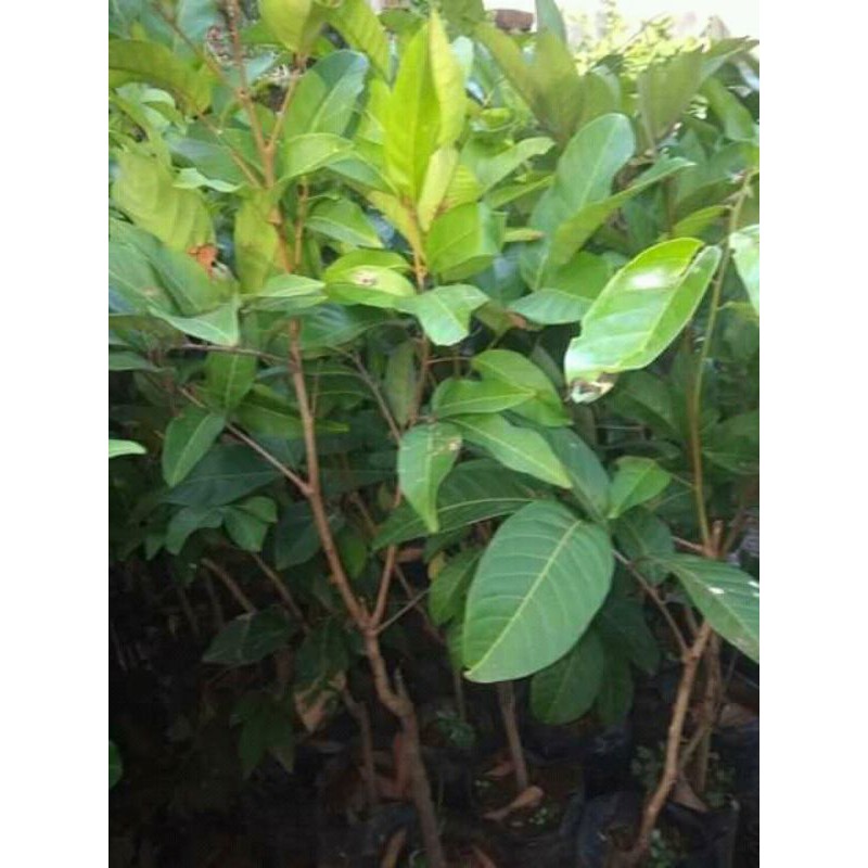 PAKET BIBIT RAMBUTAN (2 BBT)