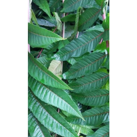 

Daun Suren Segar 1Kg