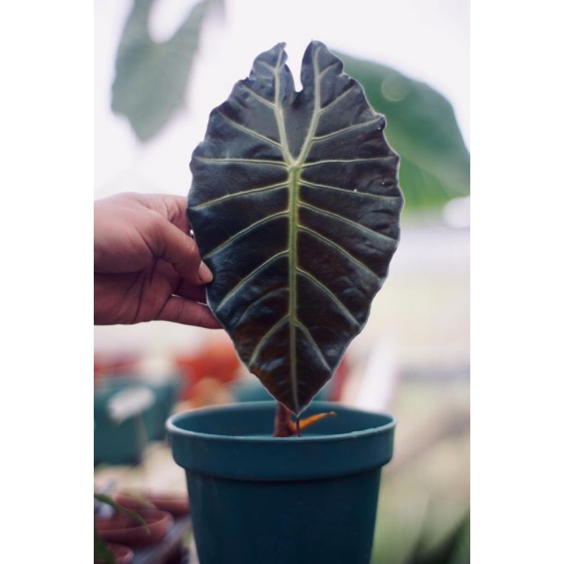 paket alocasia suhirmaniana