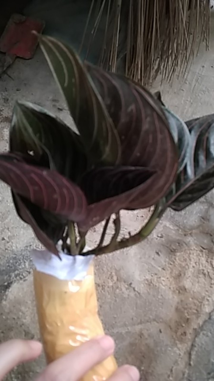 Aglonema Rotundum Aceh Yang Daun 3