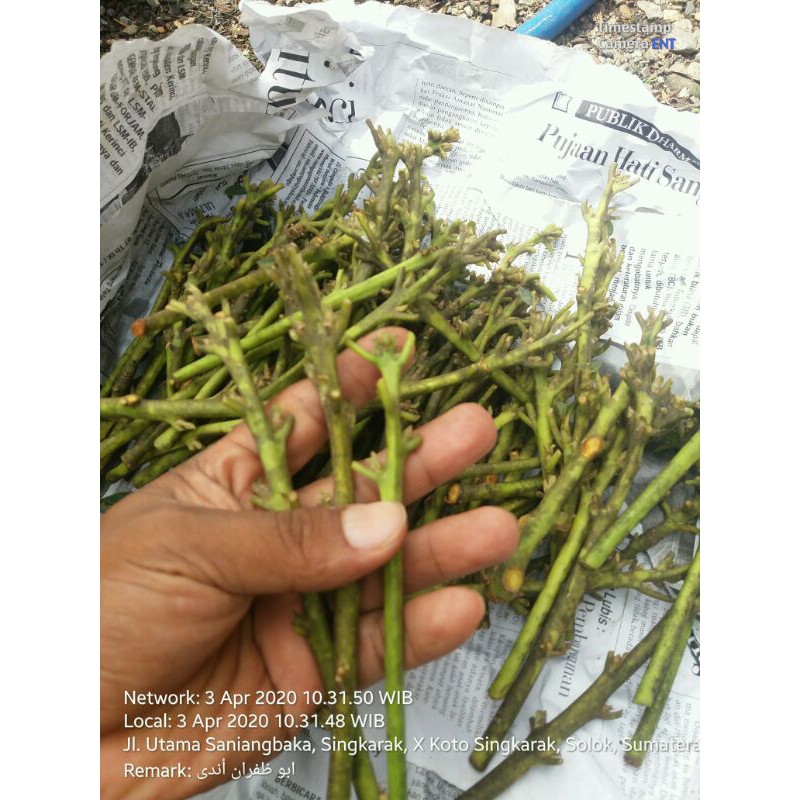 ENTRES POKAT ALIGATOR MIKI KENDIL FLORIDA