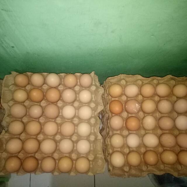 

Telor ayam shakina