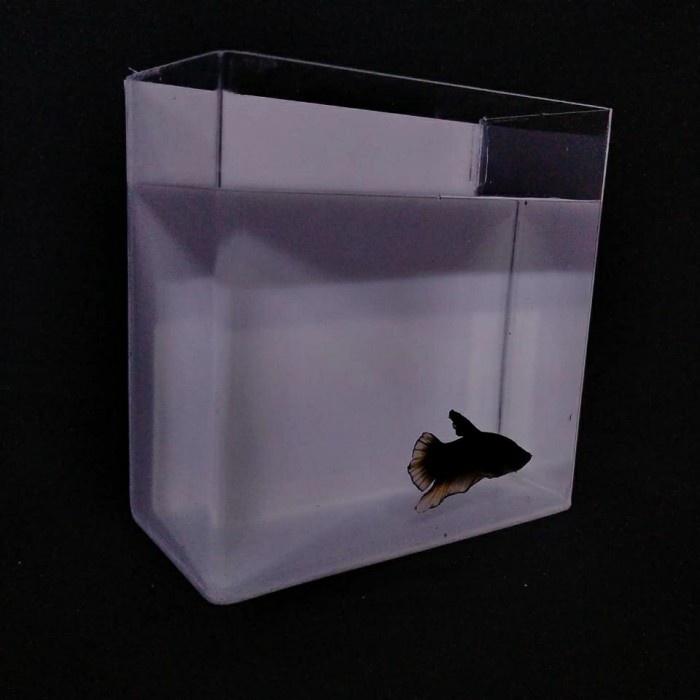 aquarium soliter cupang akrilik P20xL10xT15 1kamar