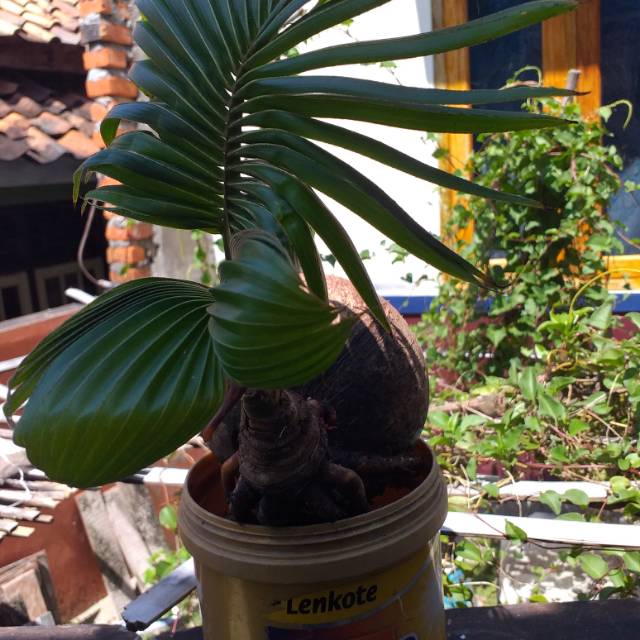 Bonsai kelapa pecah daun siap panjang/bonkla sayur pecah daun