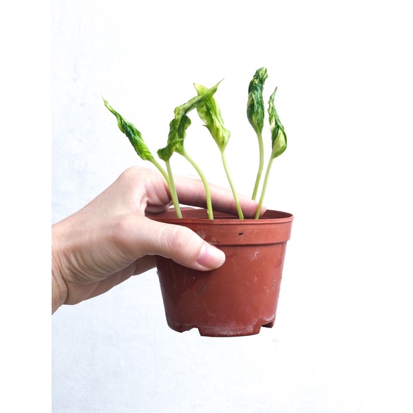 epipremnum shangrila variegata