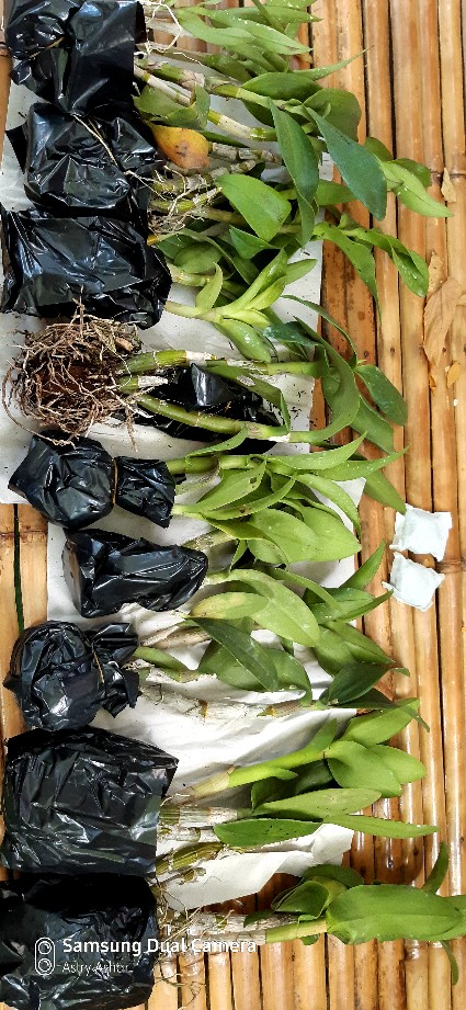 Anggrek Den White Diamon Star