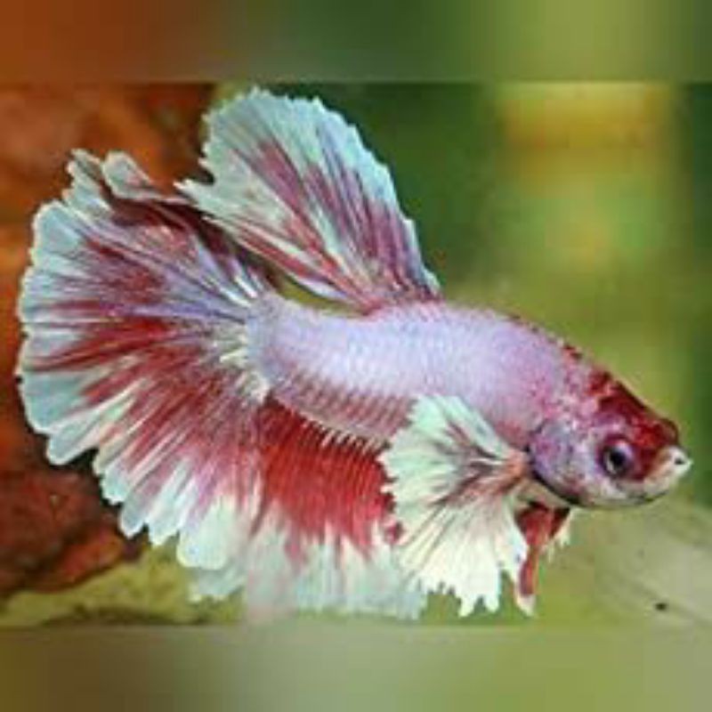 

Ikan Cupang Hias Jenis Big ear/Dumbo jantan
