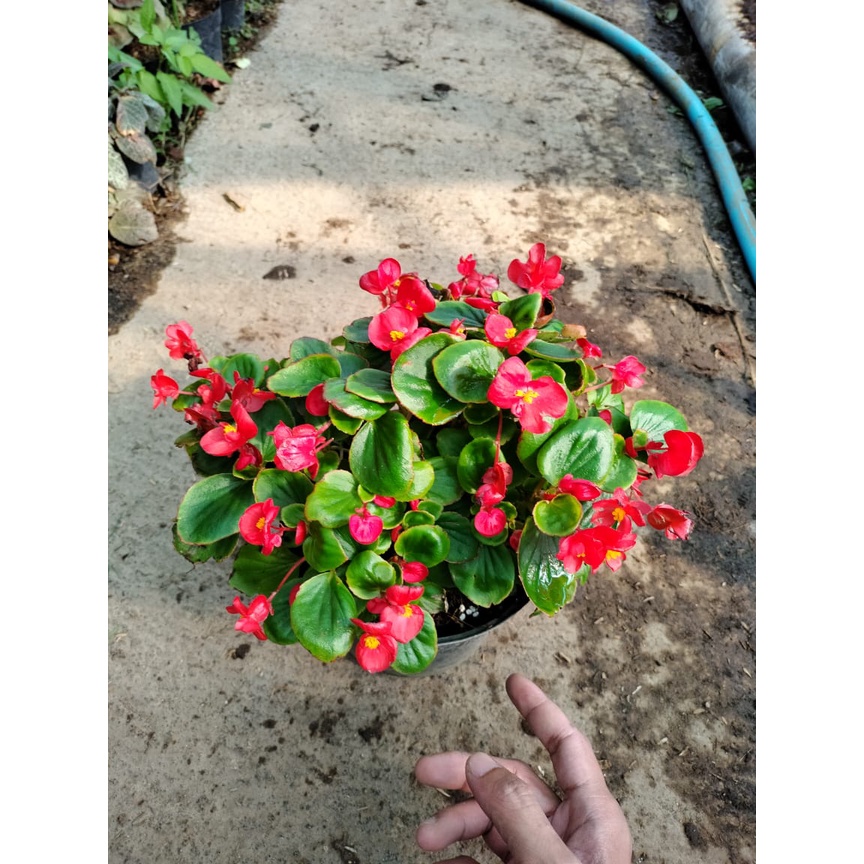 Begonia Bunga Bali - Sudah Berbunga - Tanaman Hias