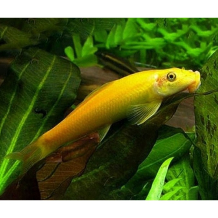 Ikan CAE Chinese Algae Eater - Ikan Hias Pembersih Lumut Aquarium