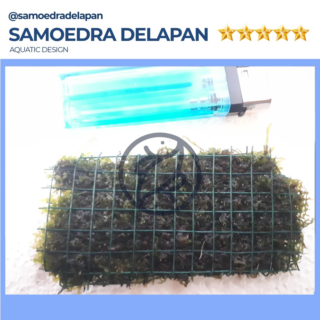 MOSS RICARDIA TANAMAN AQUASCAPE MOSS RICARDIA