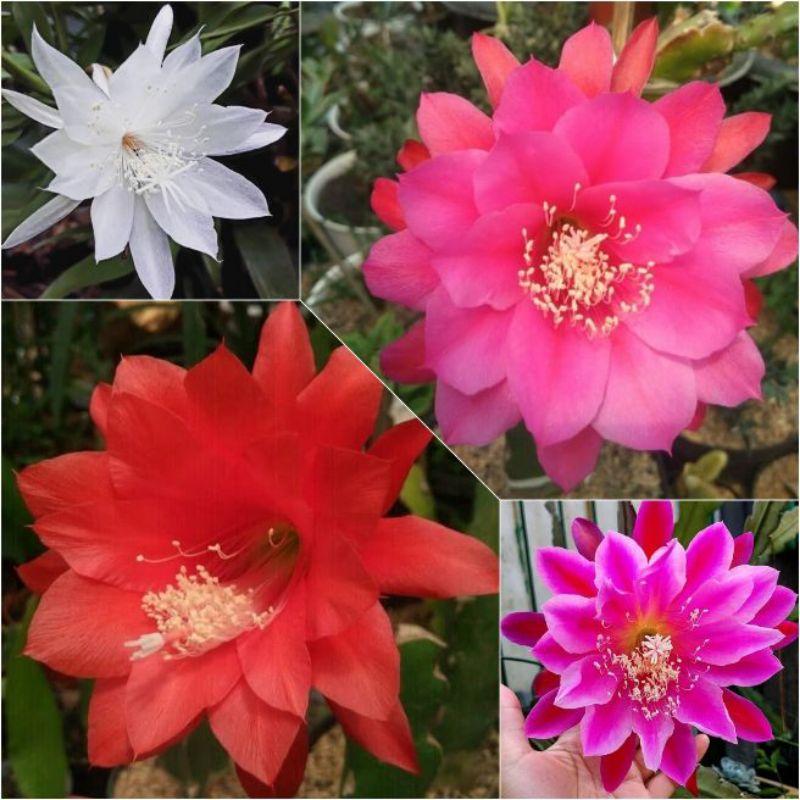 Tanaman Wijaya Kusuma Bunga Putih wijaya kusuma pink wijaya kusuma ungu wijaya kusuma merah wijaya k