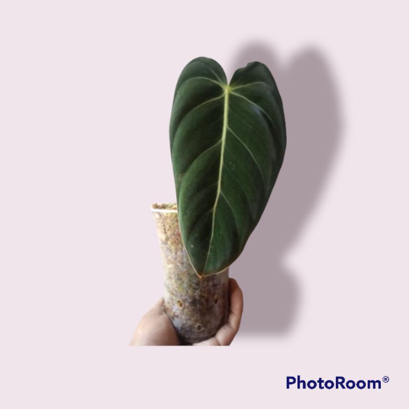 melano / philow dendron melano crysum