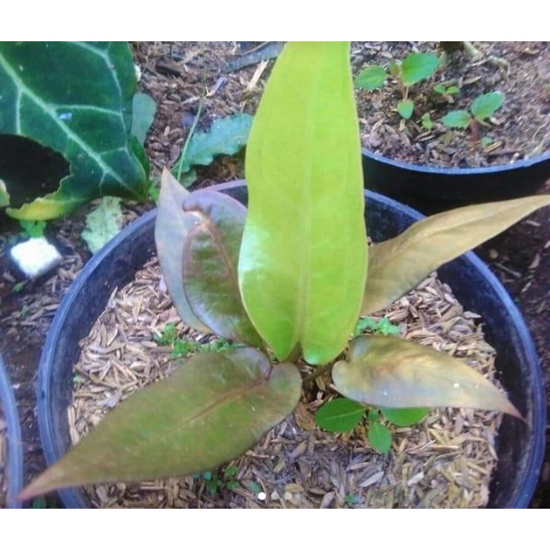 anturium keris black