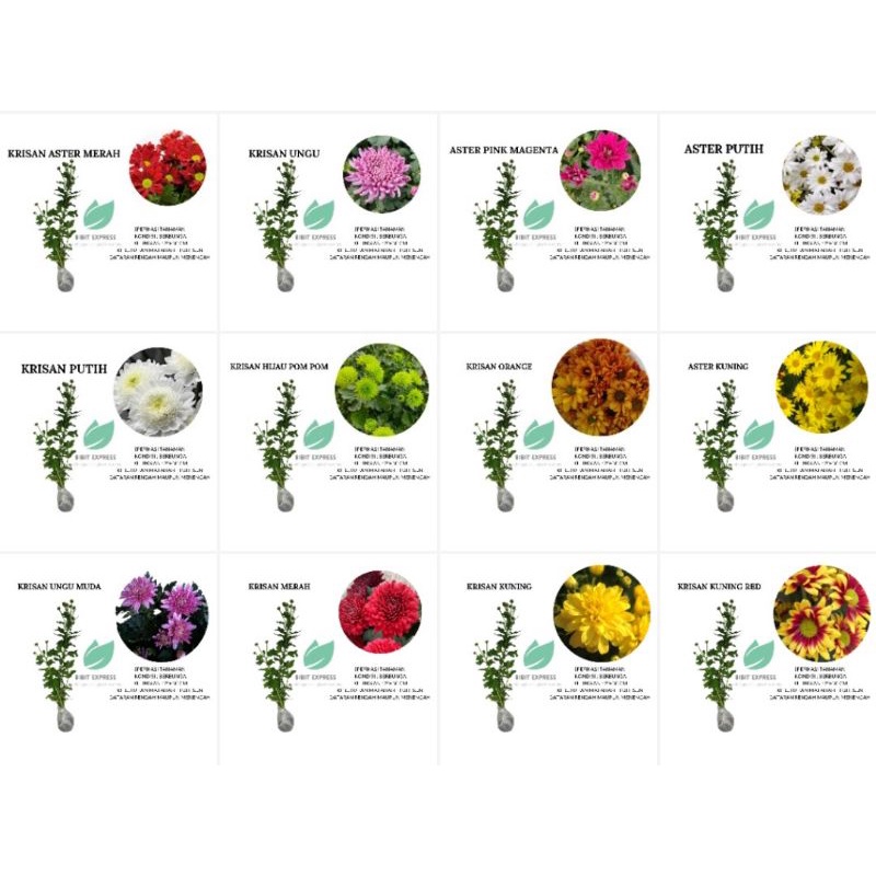 Bibit Tanaman Bunga Krisan kondisi Berbunga Cantik Murah / Bibit Krisan siap tanam berakar rimbun