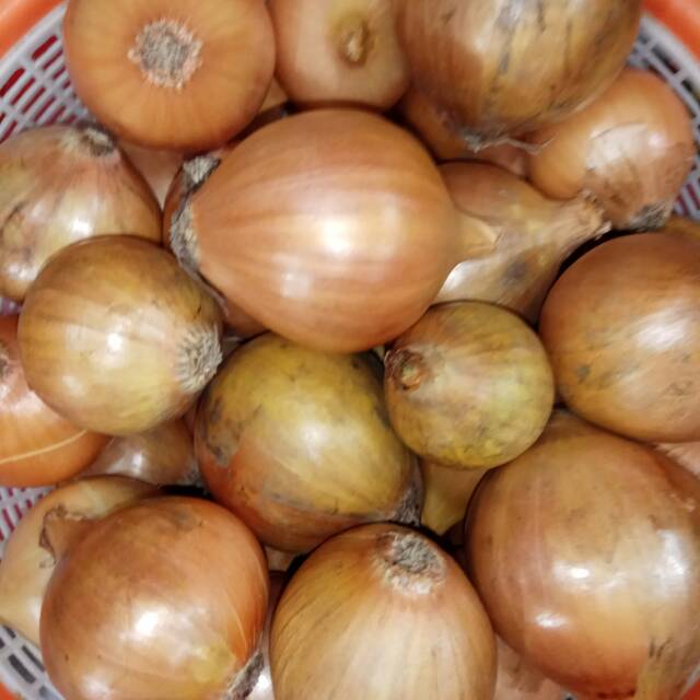 

Bawang Bombai