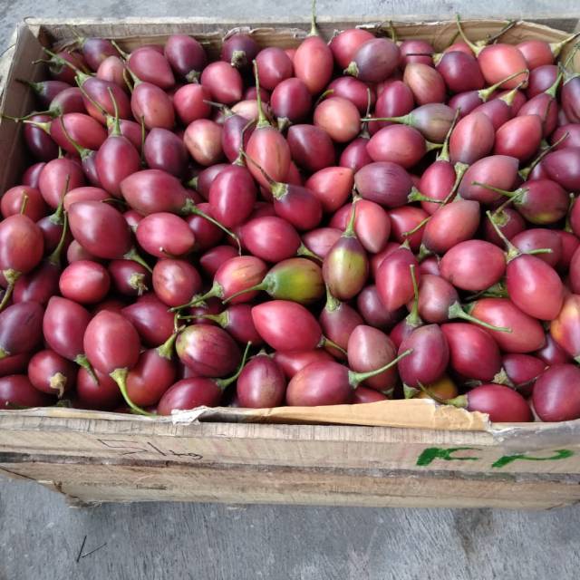 

[PROMO MURAH MERIAH!!!] TERONG BELANDA (KEMAR DIENG)