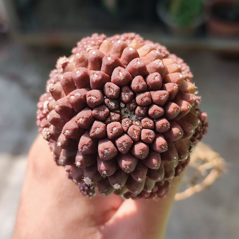 Kaktus copiapoa hypogea grafting