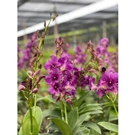 anggrek  thailand dendro kitty blue