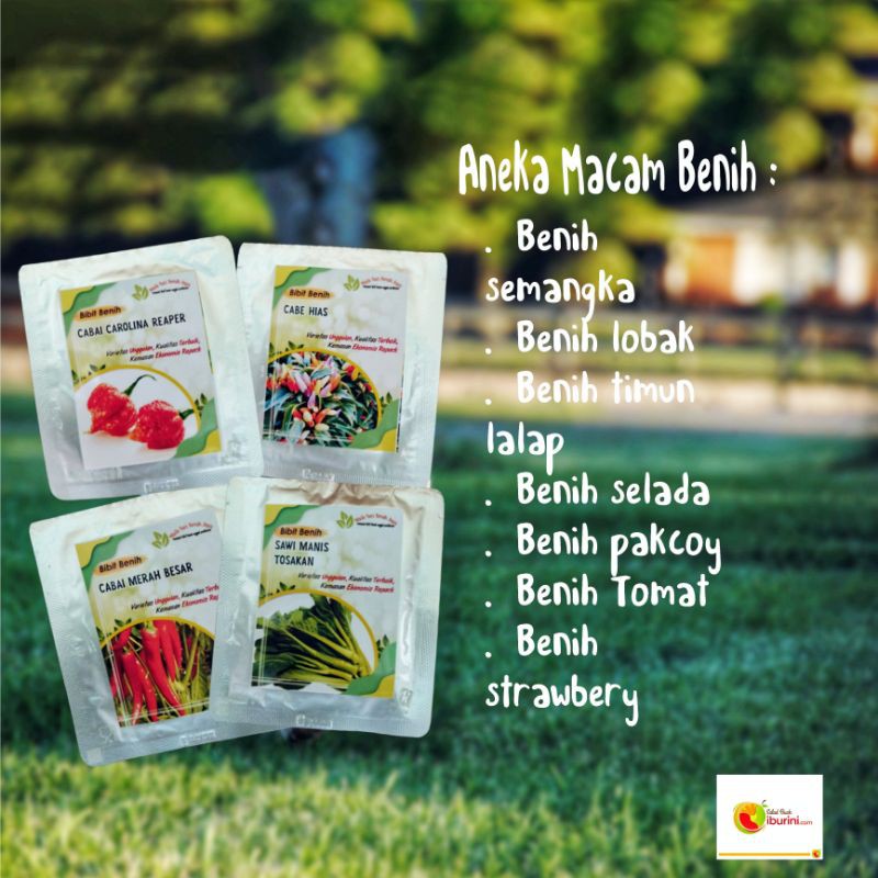 Bibit benih sayur/bibit sayuran/biji sayuran/benih bibit sayuran