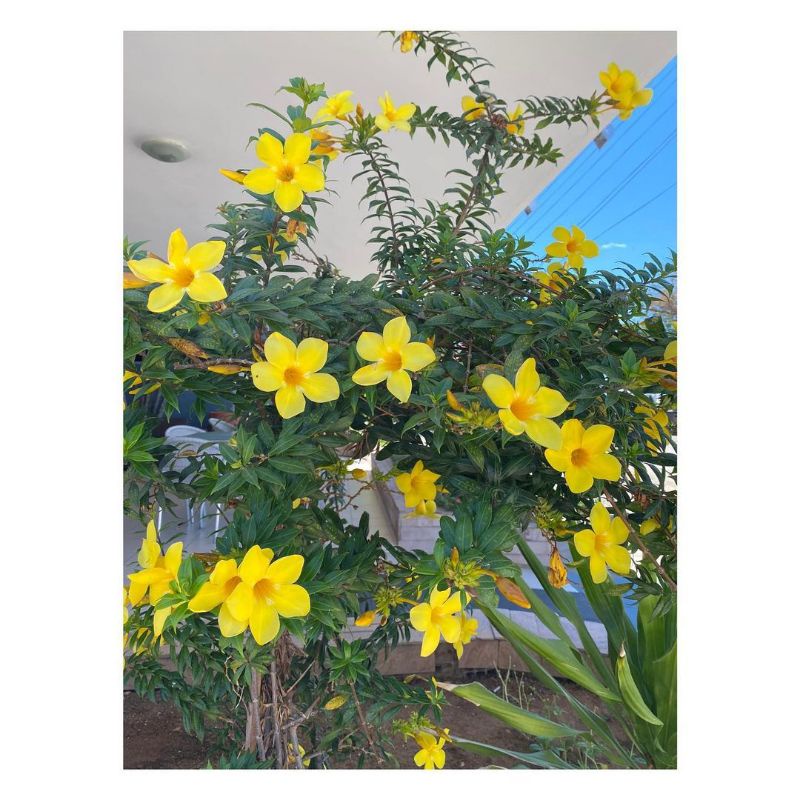 Tanaman hias bunga alamanda bunga terompet kuning